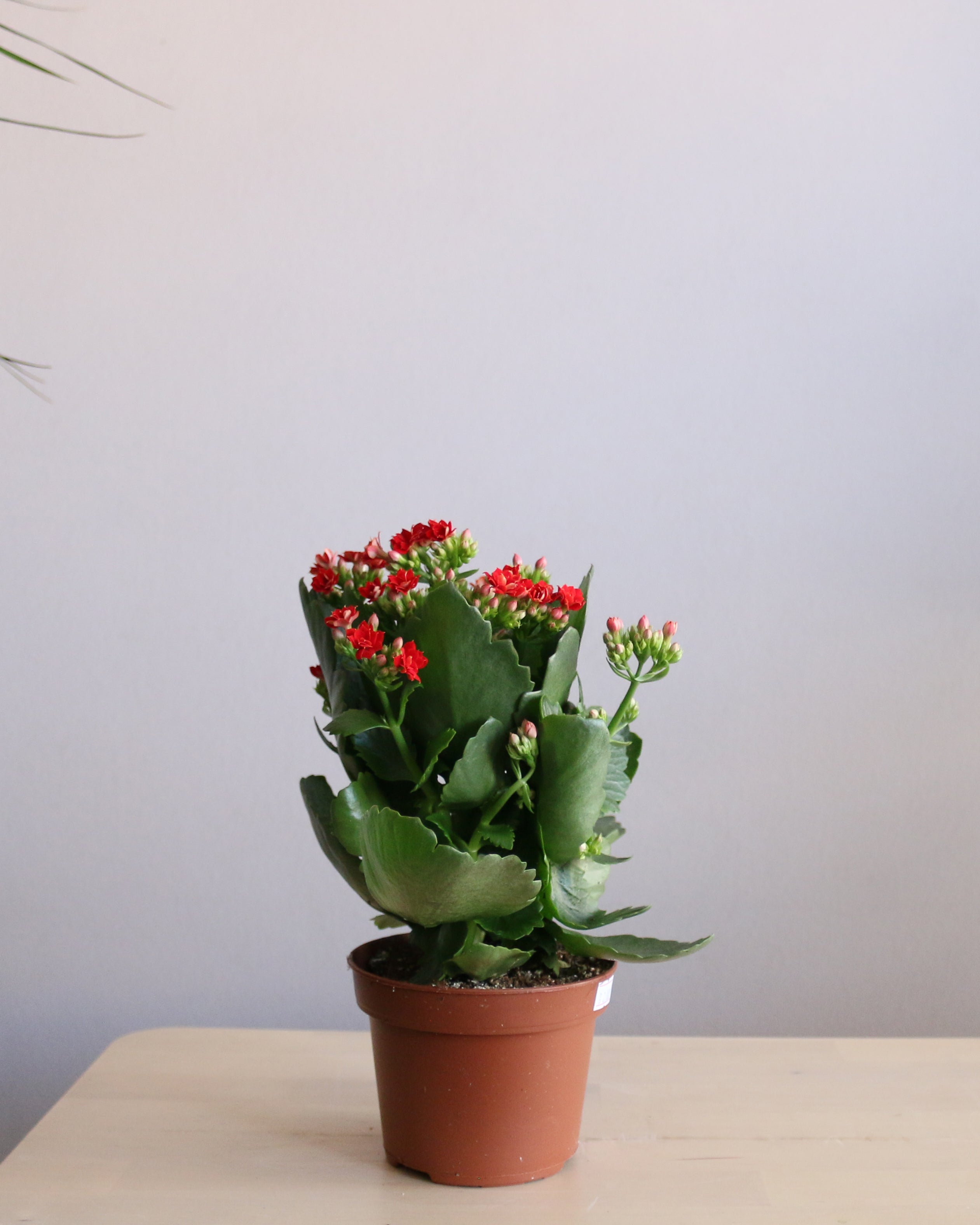 Kalanchoe Medium