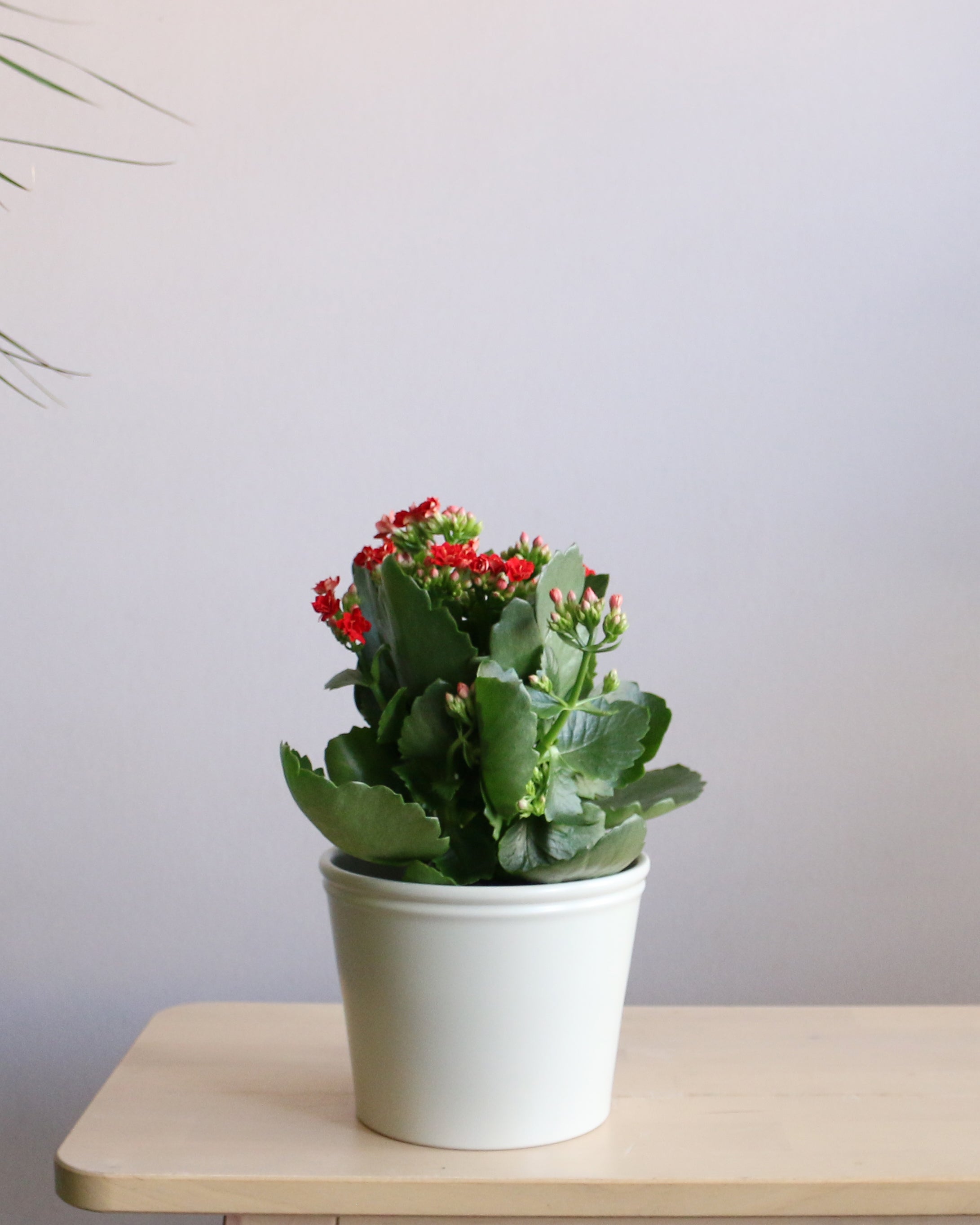 Kalanchoe Medium