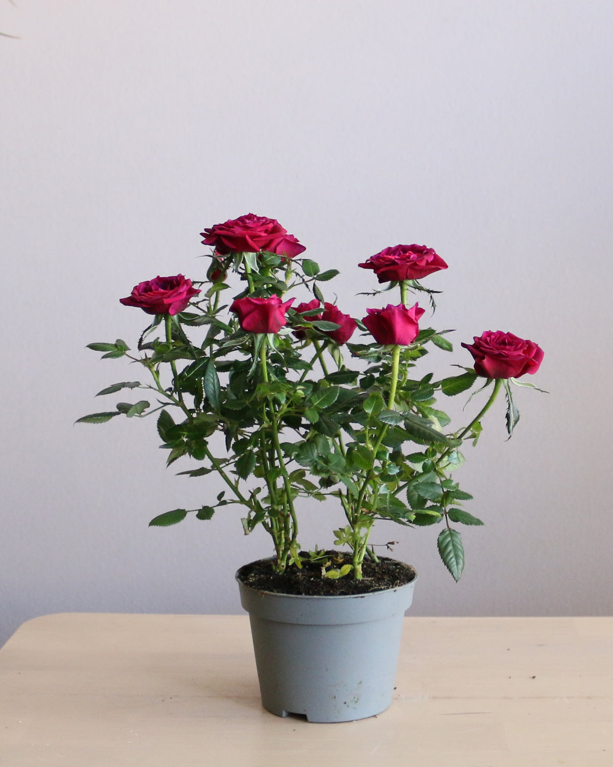 Rosa