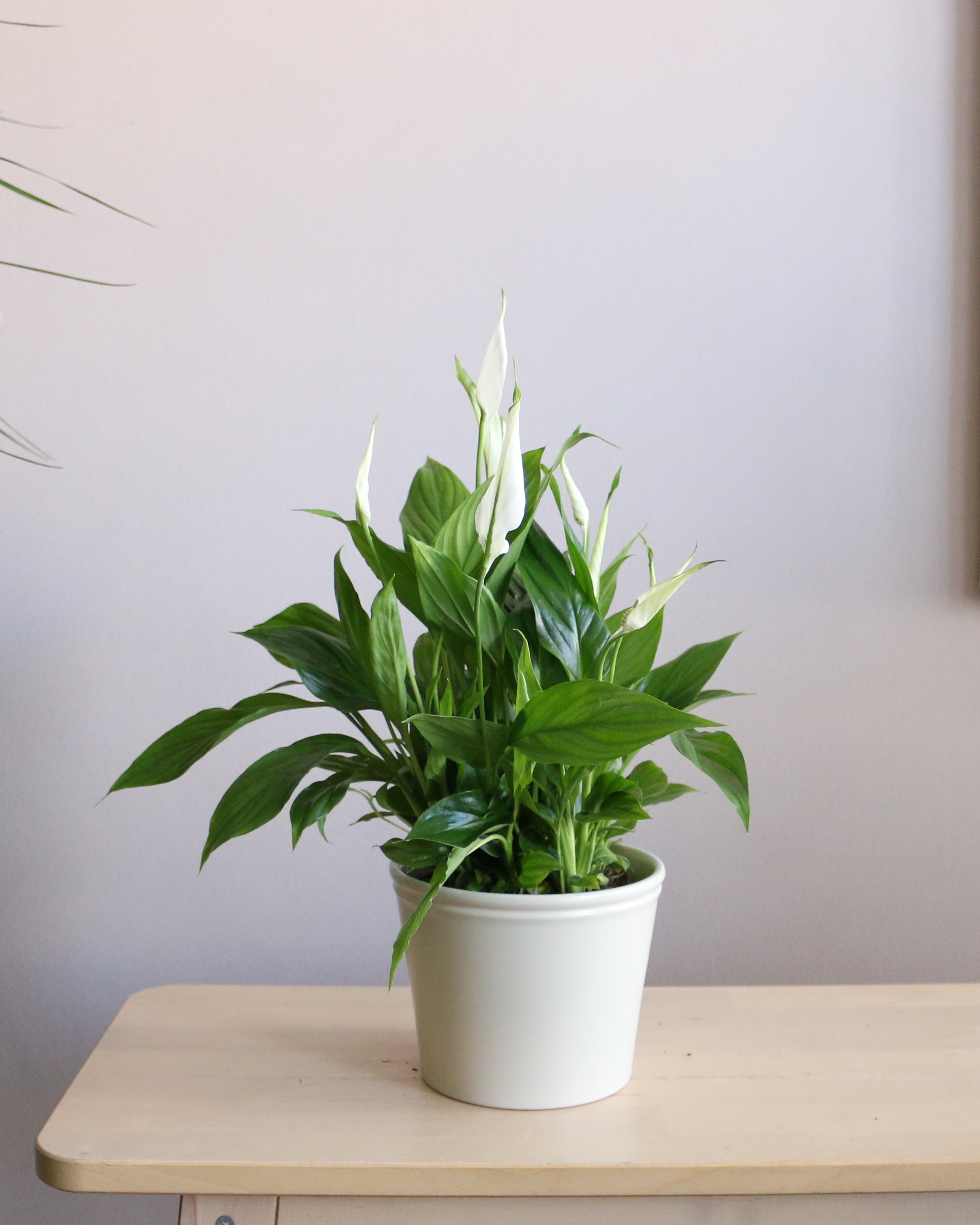 Peace Lily
