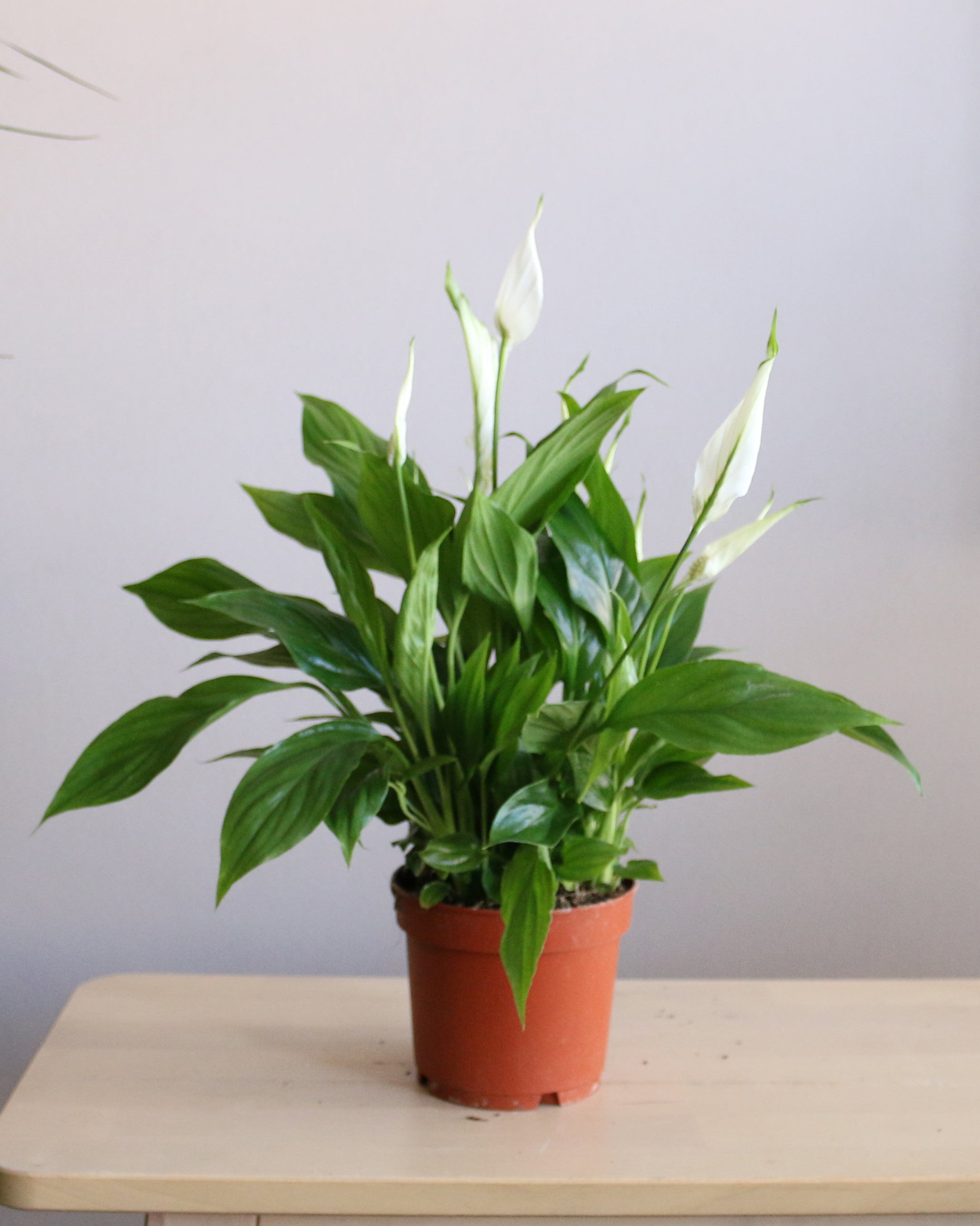Peace Lily