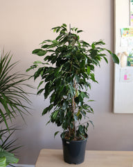 Ficus Benjamina Dainielle
