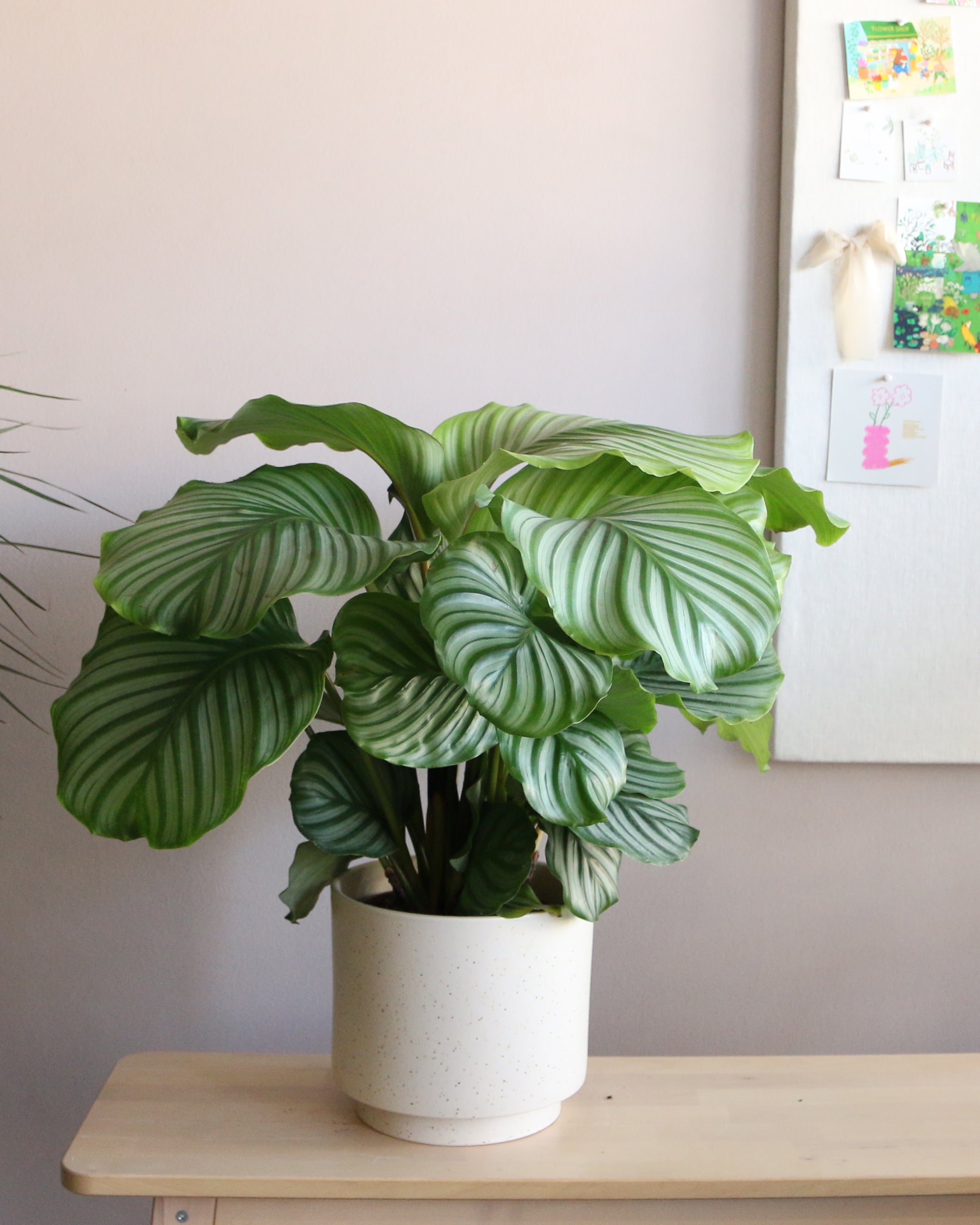 Calathea Orbifolia