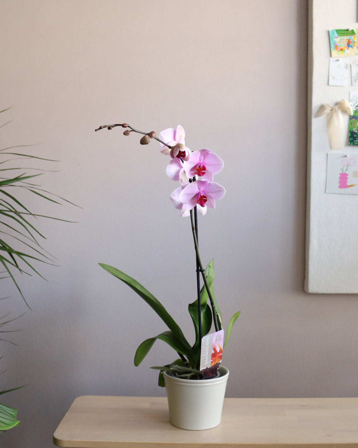 Orchid