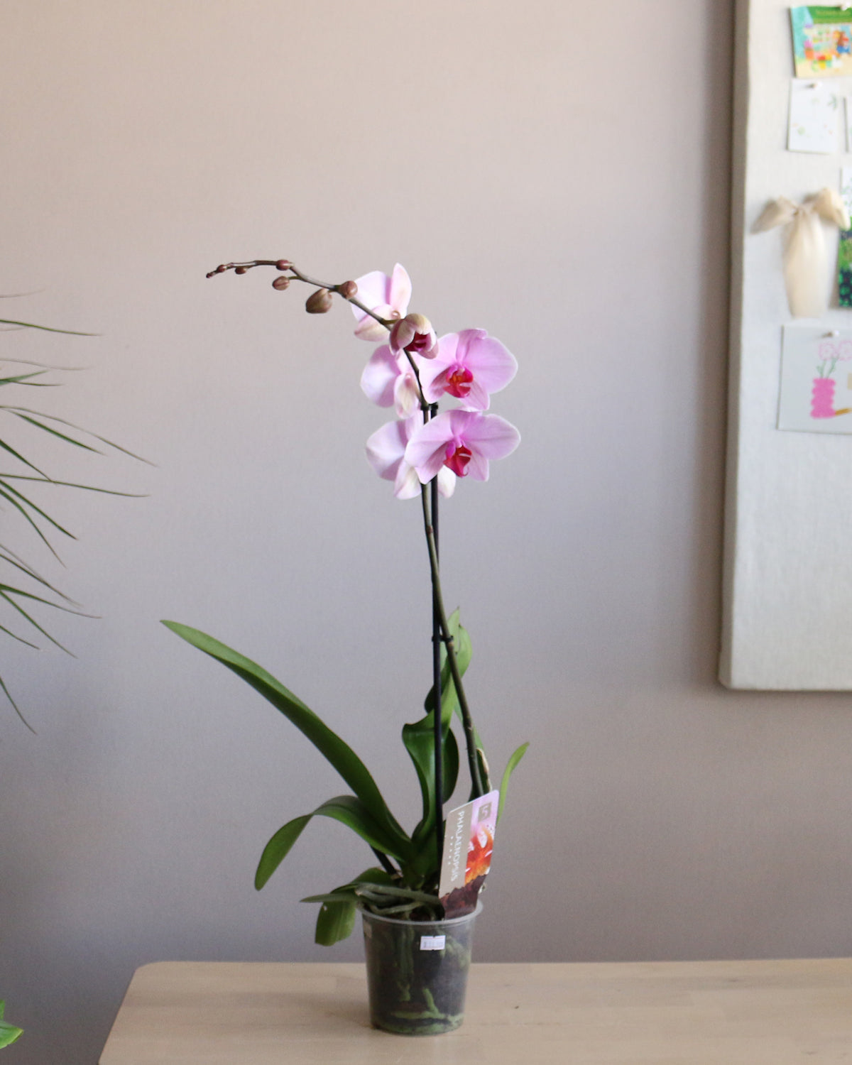 Orchid
