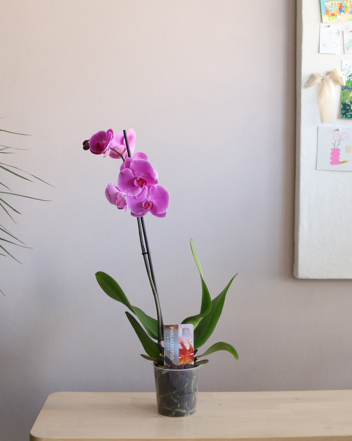 Orchid