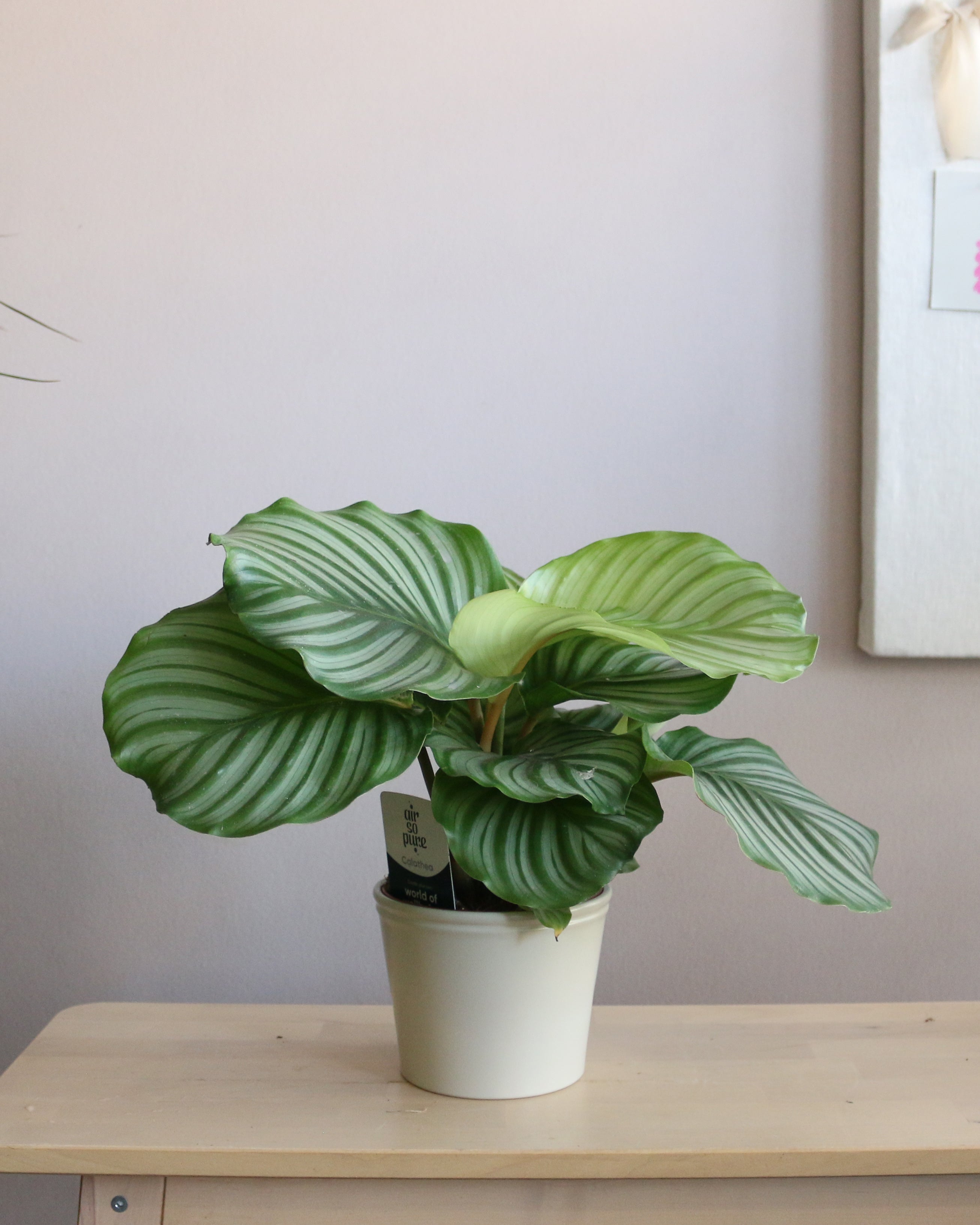 Calathea Orbifolia