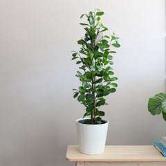 Ficus Microcarpa