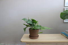 Pothos Cebu Blue