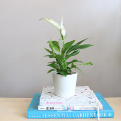 peace lily