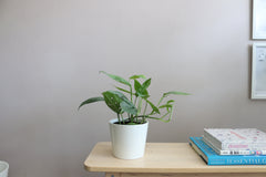 Pothos Cebu Blue