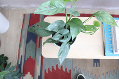 Pothos Cebu Blue