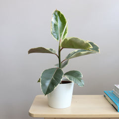 Rubber Plant Tineke