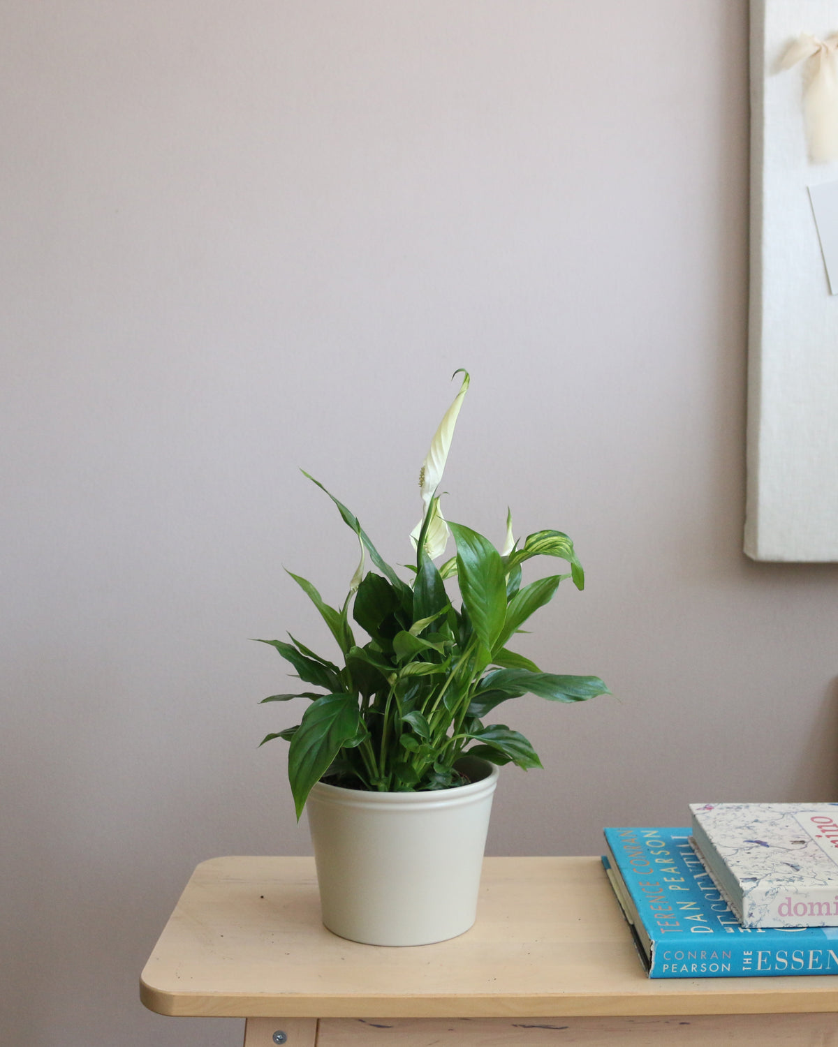 Peace Lily