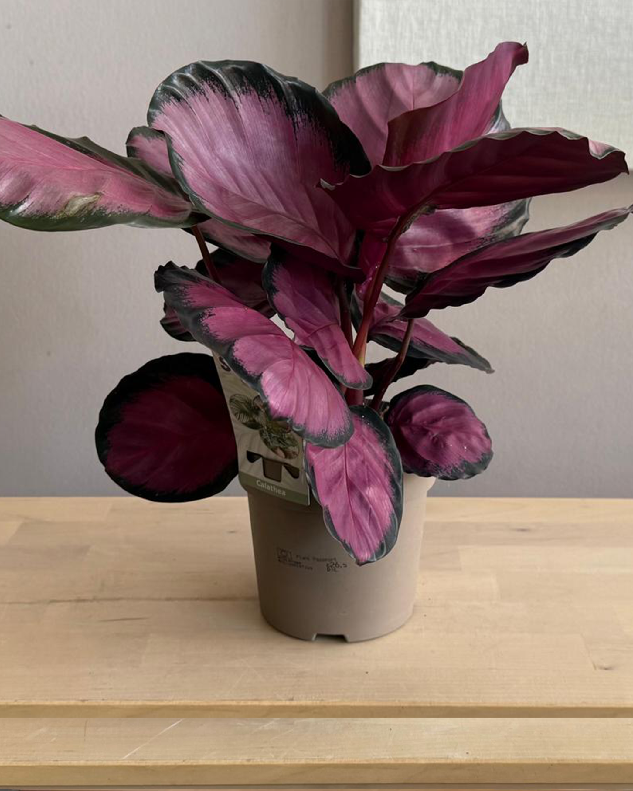 Calathea Roseopecta Rosy