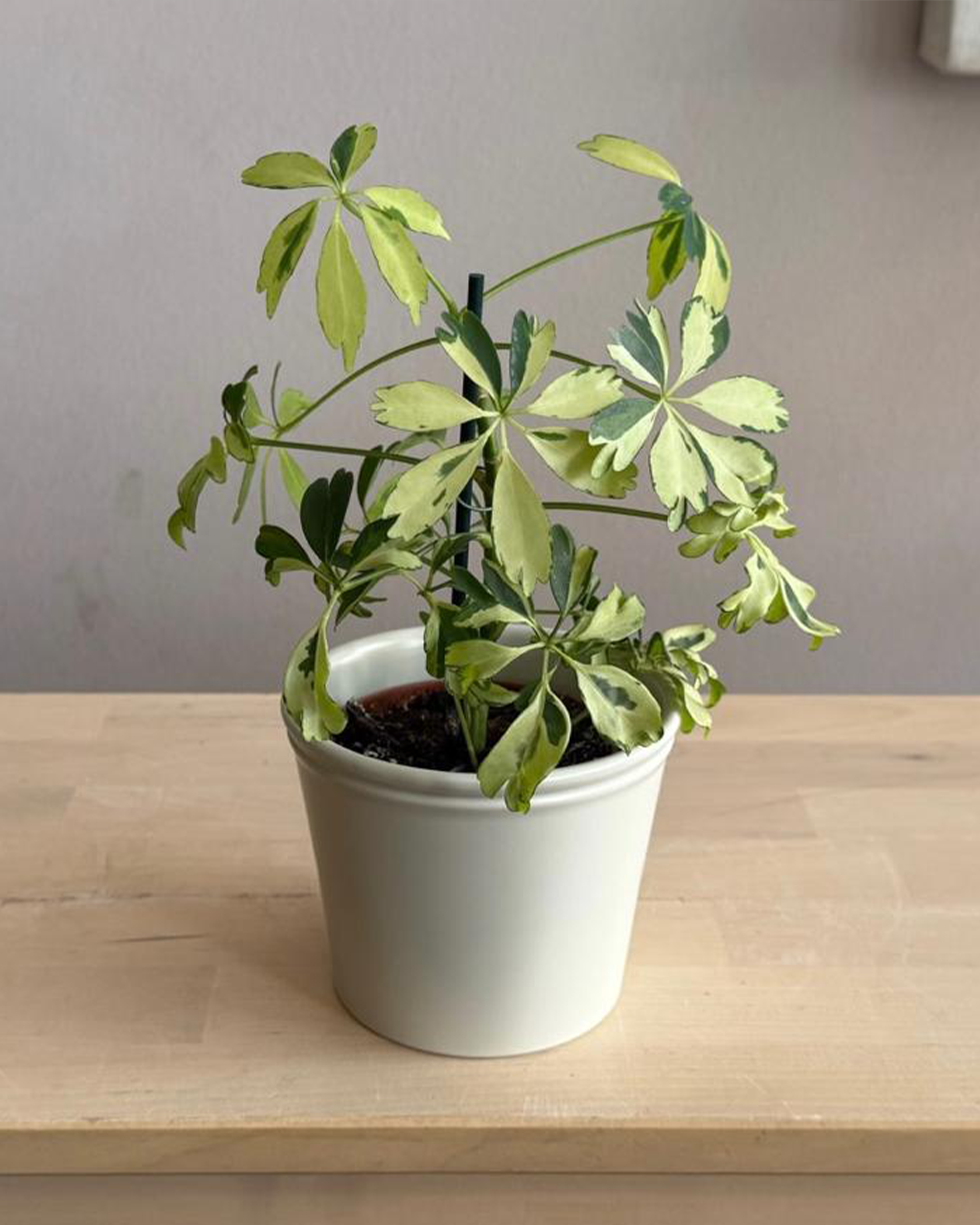 Schefflera