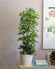 Schefflera