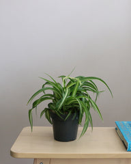 Spider Plant "Bennie"