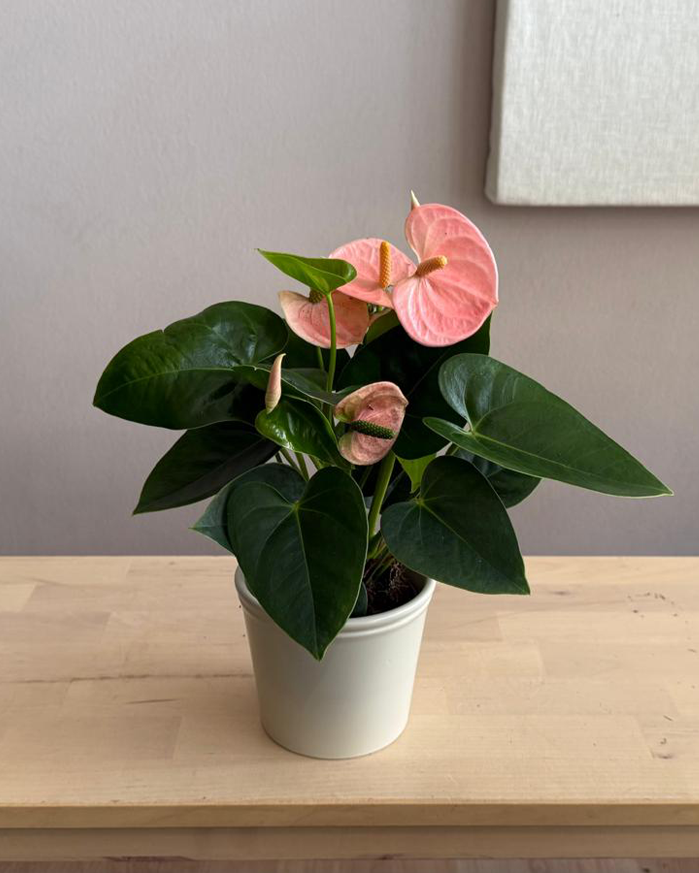 Anthurium Andraeanum