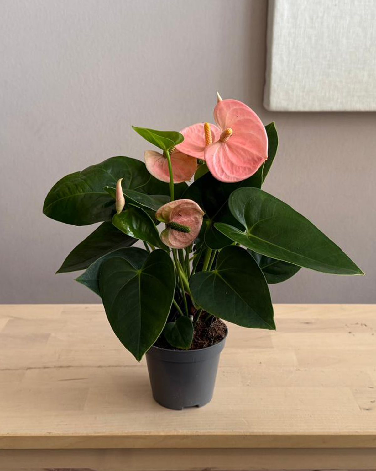 Anthurium Andraeanum