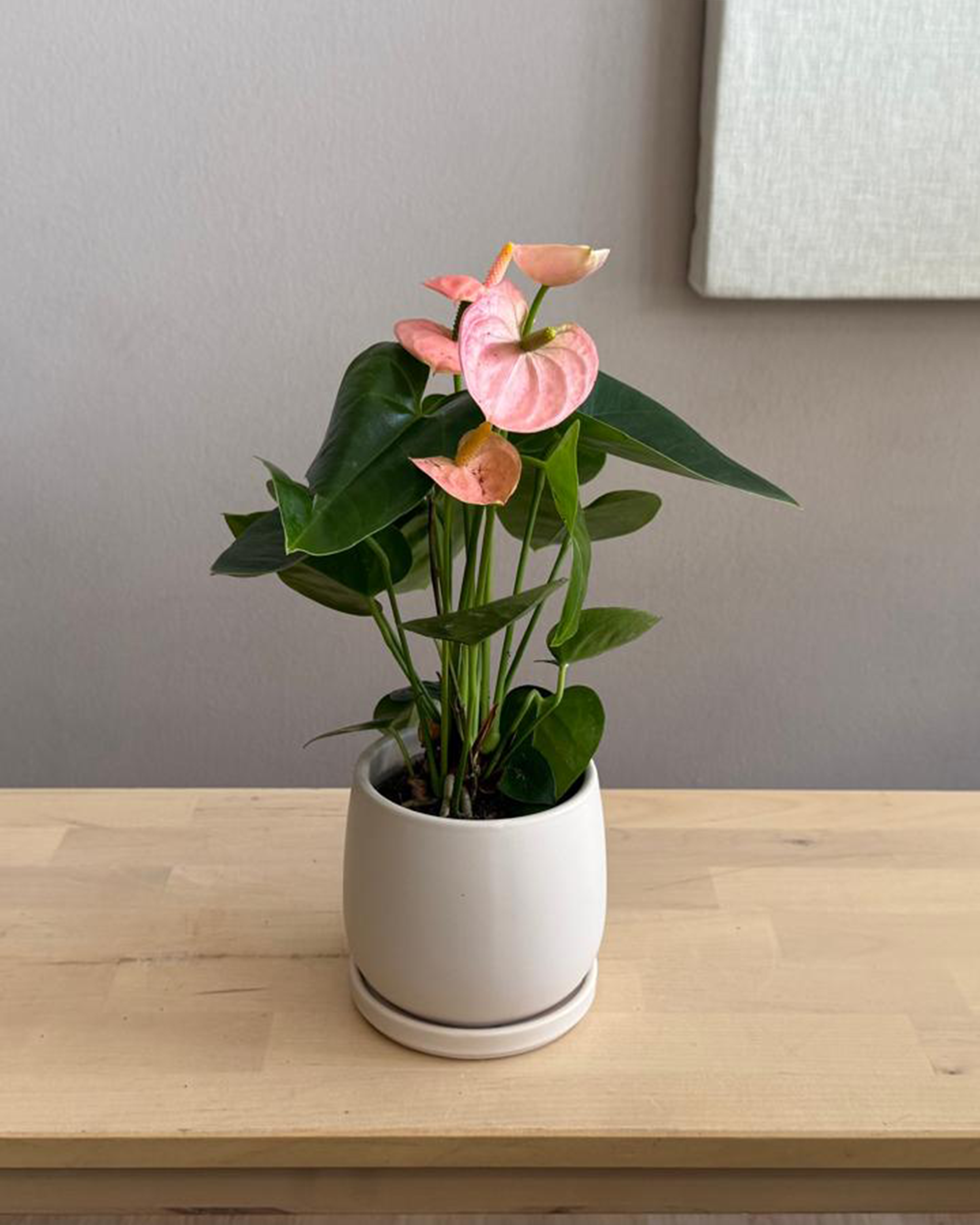 Anthurium Andraeanum