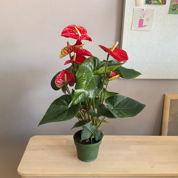Anthurium