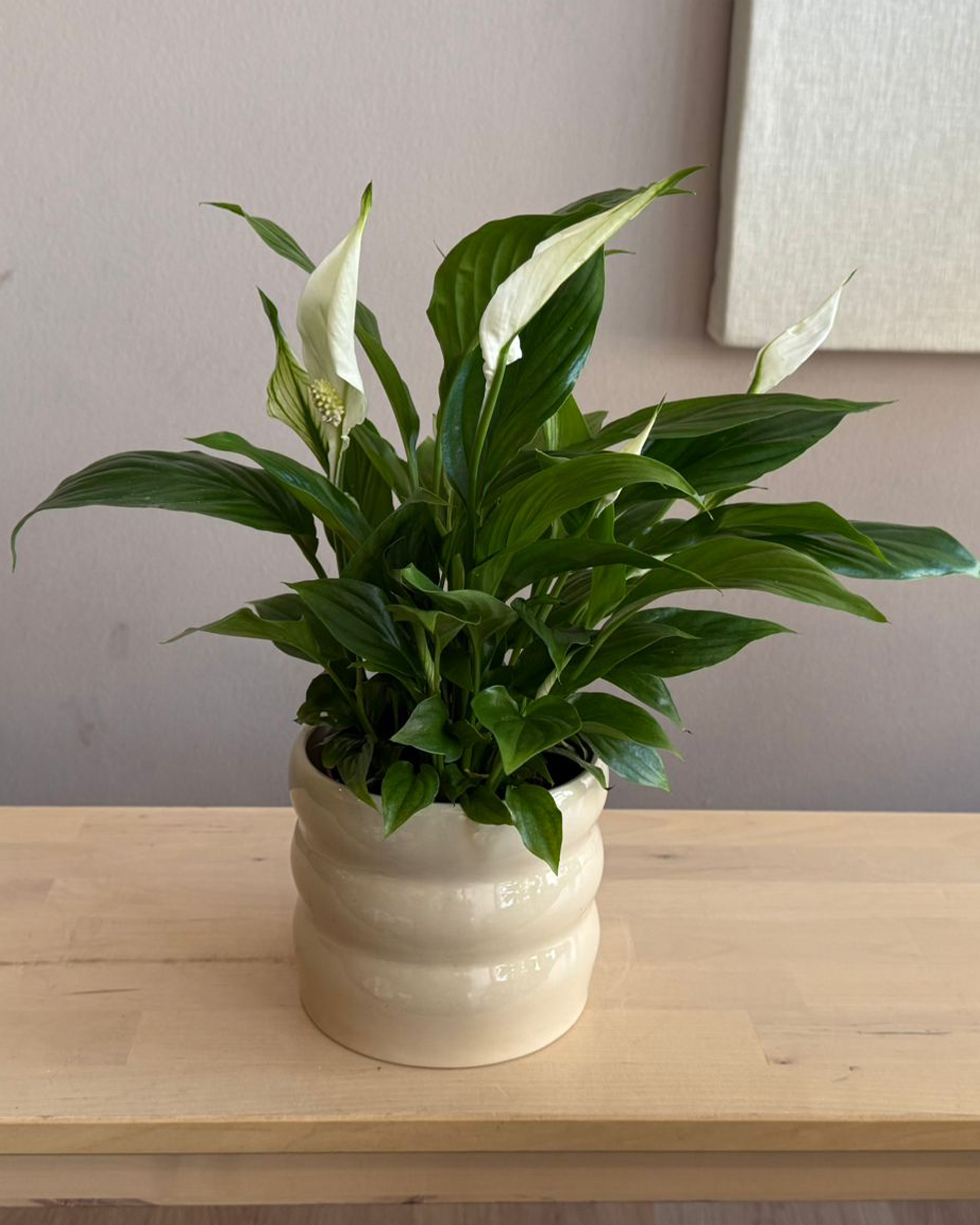 Peace Lily