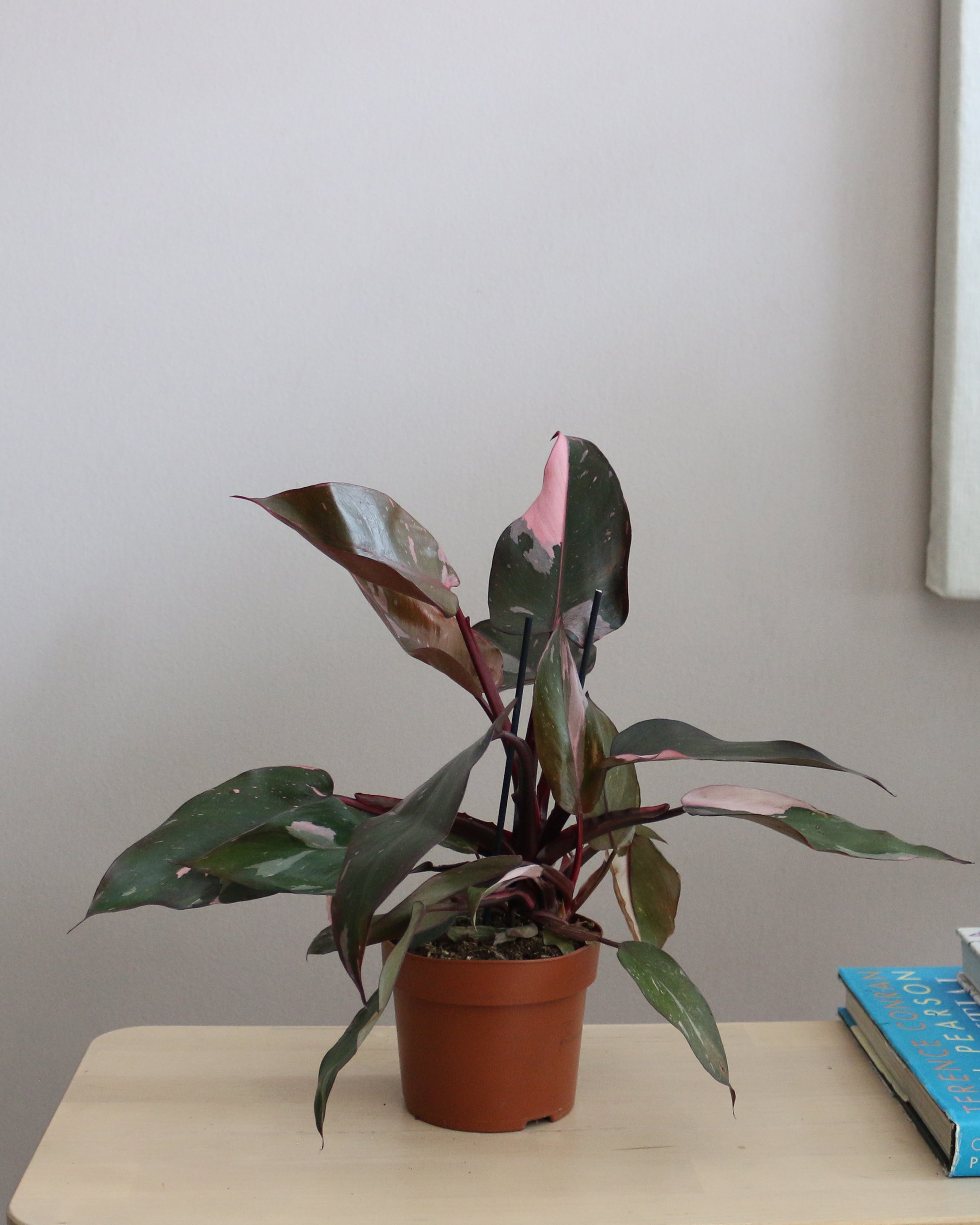 Pink Princess Philodendron