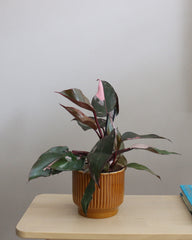 Pink Princess Philodendron