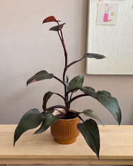 Pink Princess Philodendron