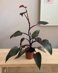 Pink Princess Philodendron