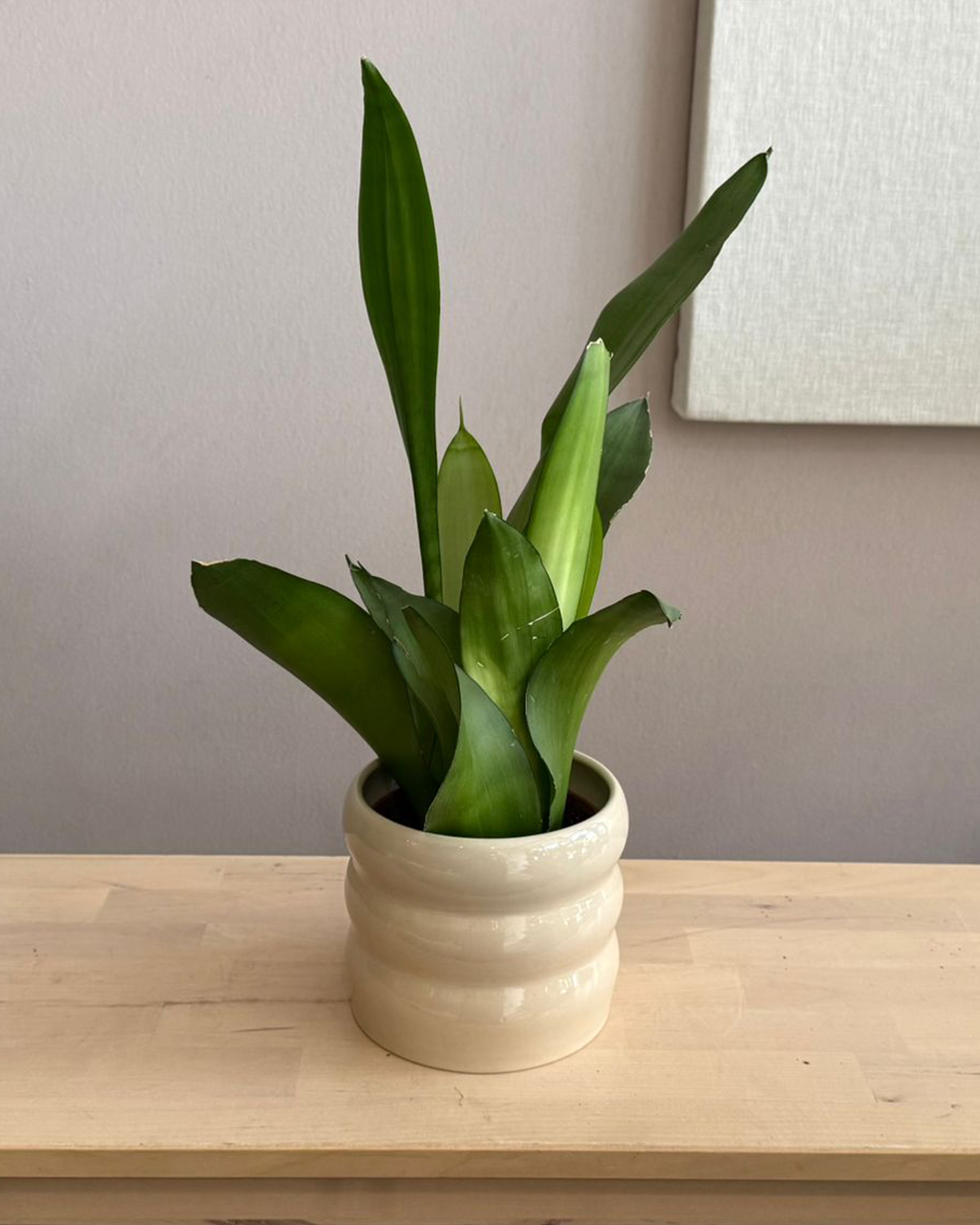 sansevieria sunshine Sansevieria Moonshine – Sky and Greens