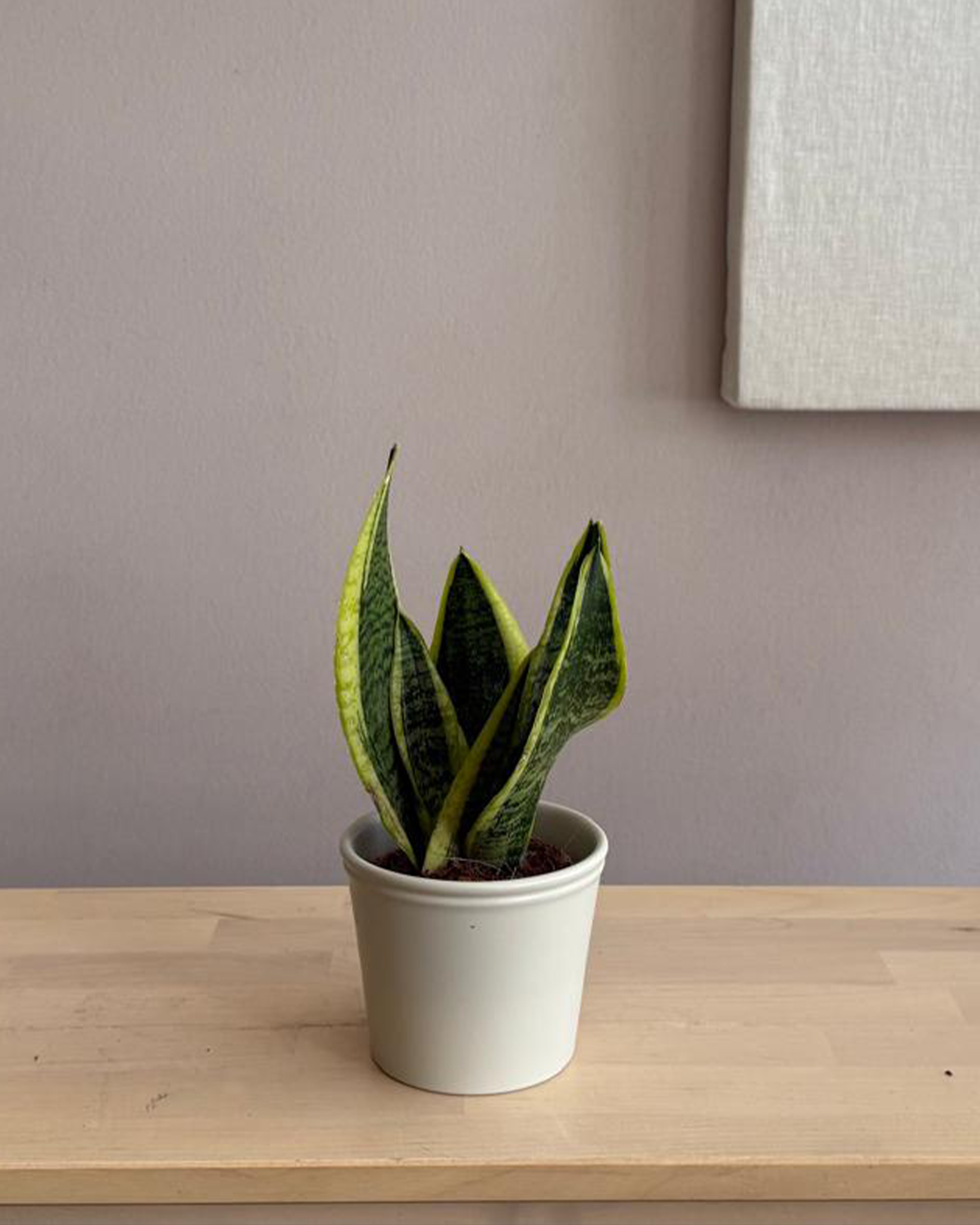 Sansevieria Trifasciata Futura