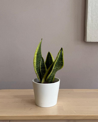 Sansevieria Trifasciata Futura
