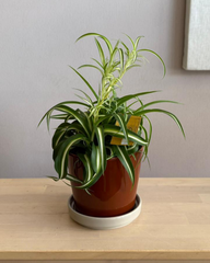 Spider Plant "Bennie"