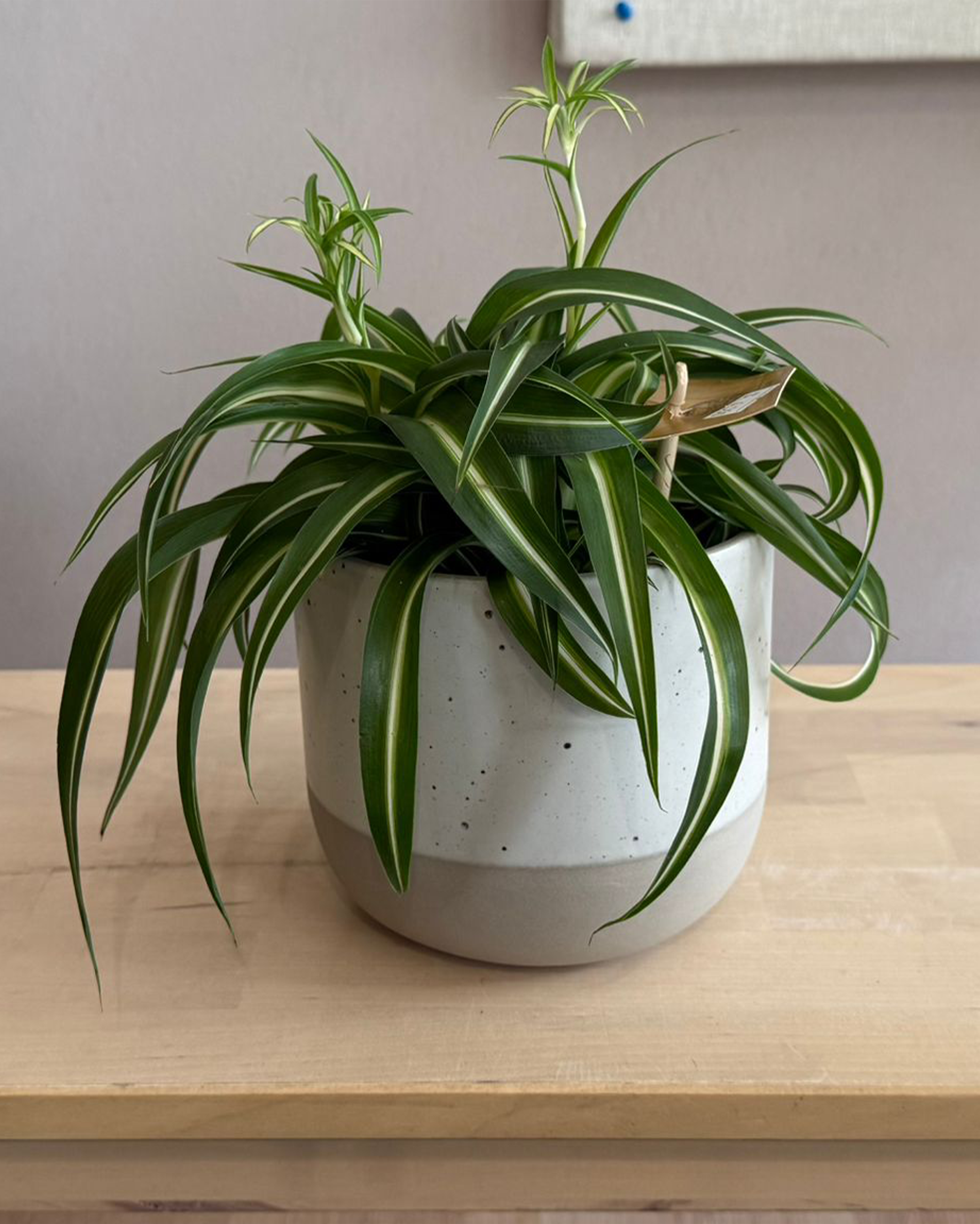 Spider Plant "Bennie"