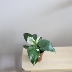 Philodendron