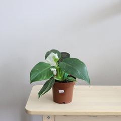 Philodendron