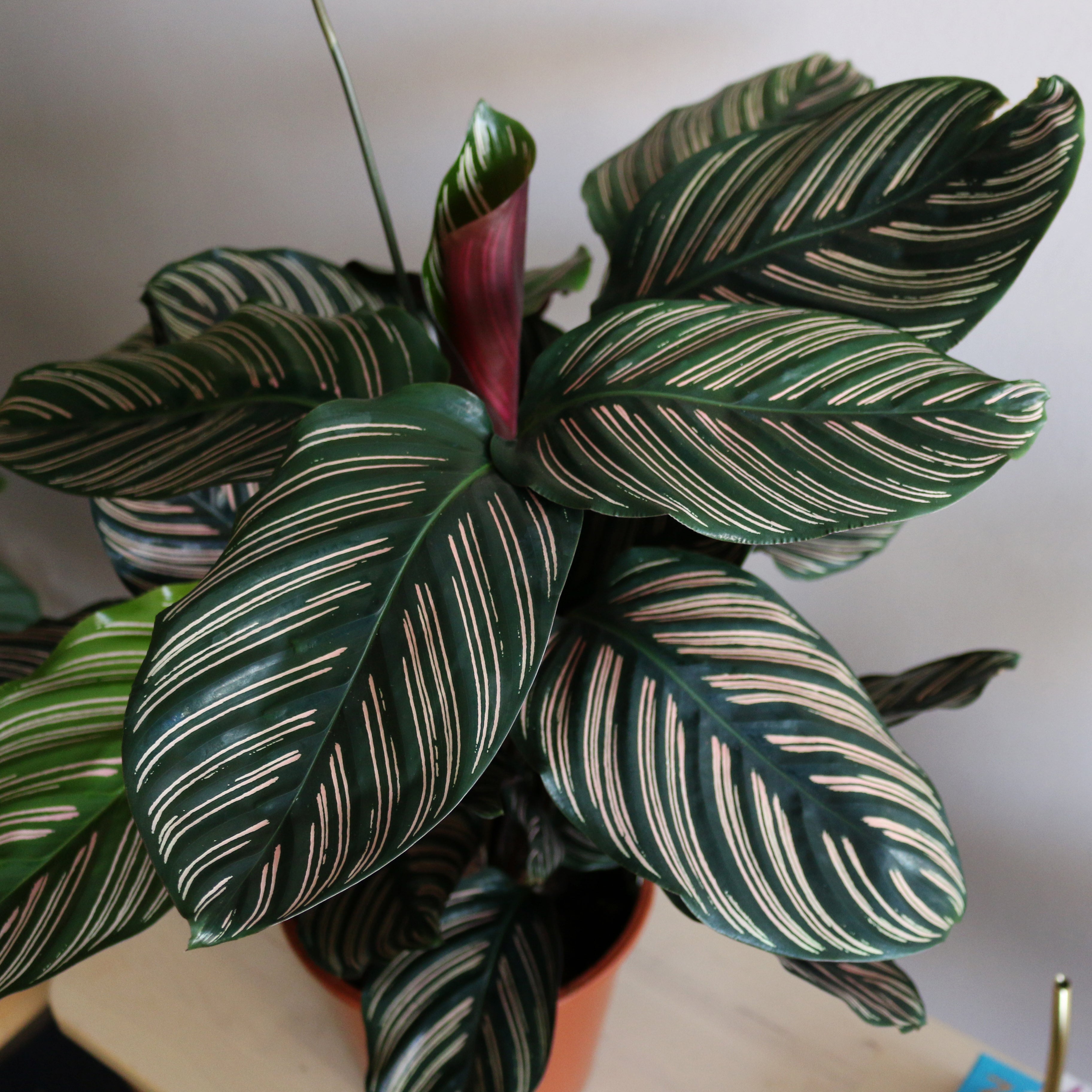 Calathea Ornata