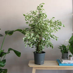 Ficus benjamina