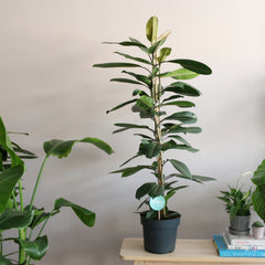 Ficus Americana