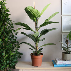 Ficus Benghalensis