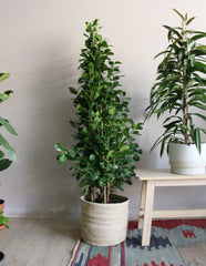 Ficus Microcarpa